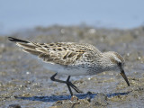 white-rumped sandpiper BRD9862.JPG