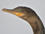 neotropic cormorant BRD9987.JPG