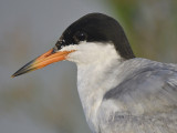 forsters tern BRD9971.JPG