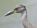 yellow-crowned night heron BRD0123.JPG