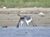 reddish egret BRD0067.JPG