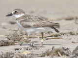 wilsons plover band BRD0324.JPG