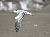 royal tern BRD0480.JPG