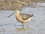 short-billed dowitcher BRD0510.JPG