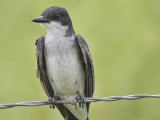 eastern kingbird BRD0604.JPG