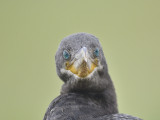 neotropic cormorant BRD0593.JPG