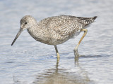 willet western BRD0719.JPG