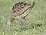 marbled godwit BRD1031.JPG