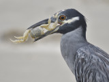 yellow-crowned night heron BRD1374.JPG