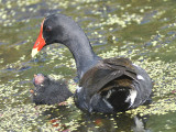 common gallinule BRD1525.JPG