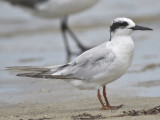 forsters tern BRD2003.JPG