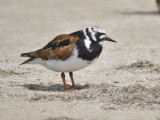 ruddy turnstone BRD1937.JPG