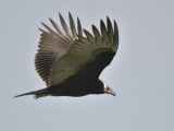 turkey vulture BRD2510.JPG