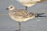 laughing gull BRD2097.JPG