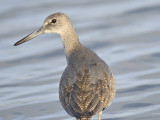 willet western BRD2537.JPG