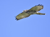 broad-winged hawk BRD4313.JPG