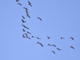 white-fronted goose BRD4541.JPG