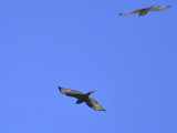 broad-winged hawk dark BRD4616_01.JPG