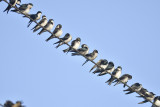 tree swallow BRD5497.JPG