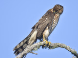 sharp-shinned hawk BRD5528.JPG