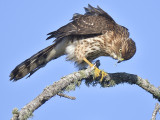 sharp-shinned hawk BRD5559.JPG