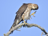 sharp-shinned hawk BRD5565.JPG