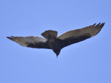 turkey vulture BRD5859.JPG
