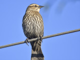red-winged blackbird BRD7202.JPG