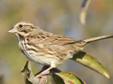 song sparrow BRD7177.JPG