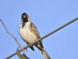 harriss sparrow BRD7122.JPG