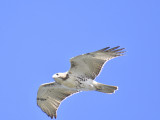 red-tailed hawk BRD7008.JPG