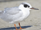 forsters tern BRD7524.JPG