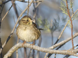 swamp sparrow BRD7957.JPG