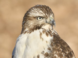 red-tailed hawk BRD7976.JPG