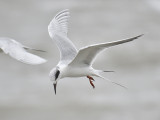 forsters tern BRD8387.JPG