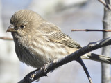 house finch BRD8449.JPG