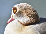 egyptian goose BRD8524.JPG