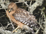 red-shouldered hawk BRD8789_01.JPG