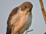 white-tailed hawk BRD8933.JPG