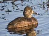 ring-necked duck BRD8966.JPG