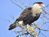 crested caracara BRD9015.JPG