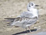 bonapartes gull BRD9341.JPG