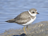 semipalmated plover BRD9472.JPG