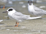 forsters tern BRD9522.JPG