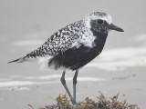 black-bellied plover BRD1851.JPG