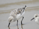 sanderling BRD2052.JPG