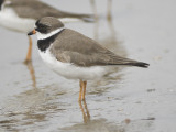 semipalmated plover BRD1964.JPG