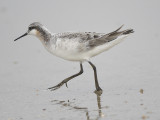 wilsons phalarope BRD1976.JPG