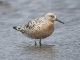 red knot BRD2078.JPG