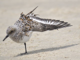 sanderling BRD2068.JPG